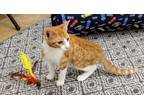 Adopt Dennis a Domestic Short Hair