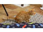 Adopt Brady a Domestic Short Hair