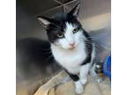 Adopt Lance a Domestic Short Hair