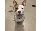 Adopt Rebel a Pit Bull Terrier