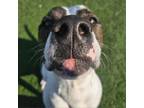 Adopt River a Pit Bull Terrier, Whippet