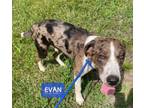 Adopt Evan a Catahoula Leopard Dog