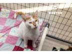 Adopt Morton a Domestic Short Hair