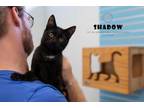 Adopt Shadow a Domestic Medium Hair
