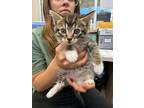 Adopt Clyde a Domestic Short Hair