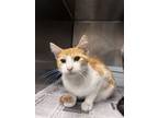 Adopt Luca a Domestic Short Hair