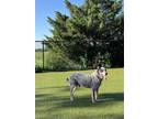 Adopt Ruger a Australian Cattle Dog / Blue Heeler, Mixed Breed