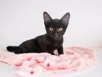 Adopt Bagel a Domestic Short Hair