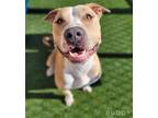Adopt Buddy a Pit Bull Terrier