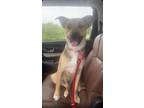 Adopt Starkry Maverick a German Shepherd Dog