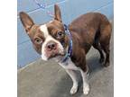 Adopt Griff (-) a Boston Terrier