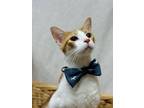 Adopt Jasper a Domestic Short Hair