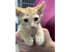 Adopt Simba a Domestic Short Hair