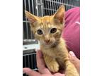 Adopt Piglet a Domestic Short Hair
