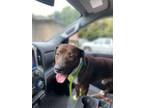Adopt Boss Man a Pit Bull Terrier