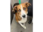 Adopt Cooper a Treeing Walker Coonhound