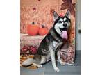 Adopt Heiro a Siberian Husky