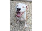 Adopt Coco a Pit Bull Terrier, Mixed Breed