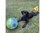 Adopt Stark a Doberman Pinscher, Cane Corso