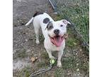 Adopt Pirate a Staffordshire Bull Terrier