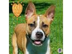 Adopt Boba a Border Collie, Cattle Dog