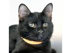 Adopt Wally a Domestic Short Hair
