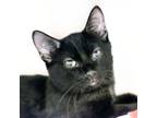 Adopt Eddie a Domestic Short Hair