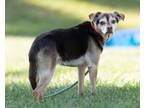 Adopt Dobby a Terrier
