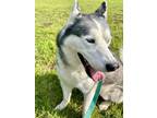 Adopt Lobo a Husky