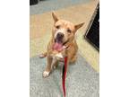 Adopt Bo a Pit Bull Terrier