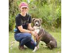 Adopt Weasley a Mixed Breed
