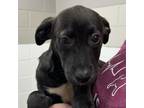 Adopt Eeyore a Mixed Breed