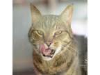 Adopt Trigger a Domestic Short Hair
