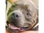 Adopt Hugo a Mixed Breed