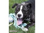 Adopt Maroon a Shar-Pei, Boxer