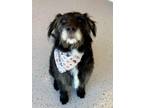 Adopt LeLouch a Schnauzer