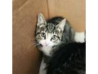 Adopt Nick a Domestic Short Hair