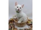Adopt Lincoln VI a Domestic Short Hair