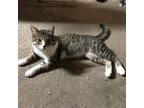Adopt Tiger C17267 a Domestic Short Hair