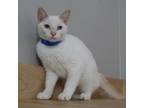 Adopt ParmaTom C17353 a Siamese