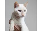 Adopt ParmaShawn C17354 a Siamese