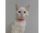 Adopt ParmaJude C17356 a Siamese