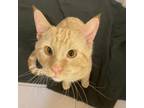 Adopt Dallas C17477 a Domestic Short Hair