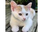 Adopt Milo C17378 a American Shorthair