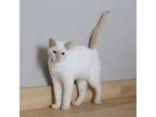 Adopt ParmaJake C17355 a Siamese