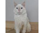 Adopt ParmaLuke C17357 a Siamese