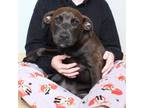Adopt Kep D17282 a Labrador Retriever