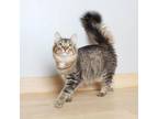 Adopt Broccoli C14341 a Domestic Medium Hair