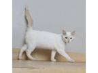 Adopt ParmaJohn C17359 a Siamese