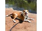 Adopt Tango D16108 a Labrador Retriever, Mixed Breed